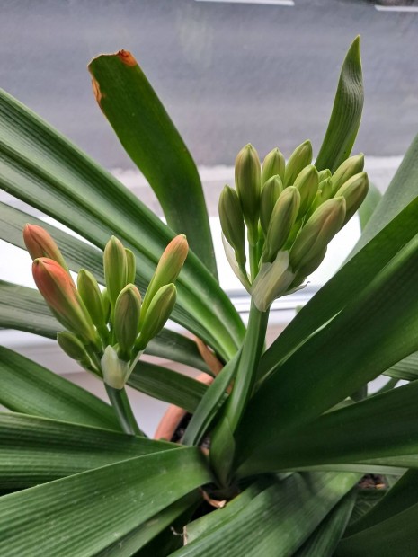 clivia 6060as virg  elad 