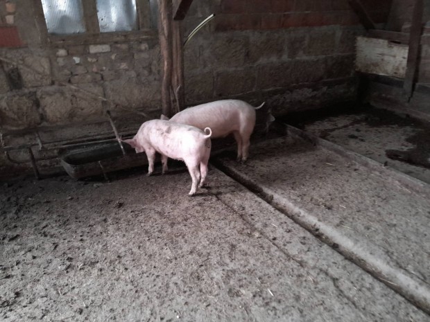 csere sldk szpek egysgesek 