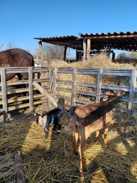 cser�lhet� b�r�nyra sz�n�ra