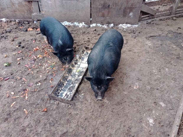 cs�ng�gas� malac elad�