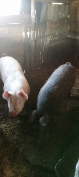 durok mangalica mix _nagyfeher hizok 100kg eladoak Mandokon