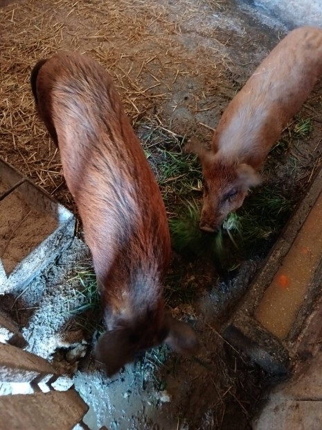 durok mangalica sldk 