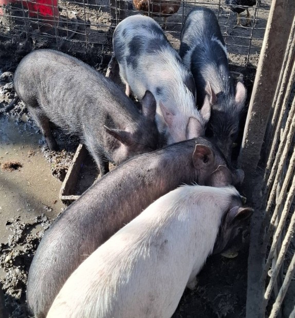 egyet fizet kett�t kap minnesotai t�rpemalacok 