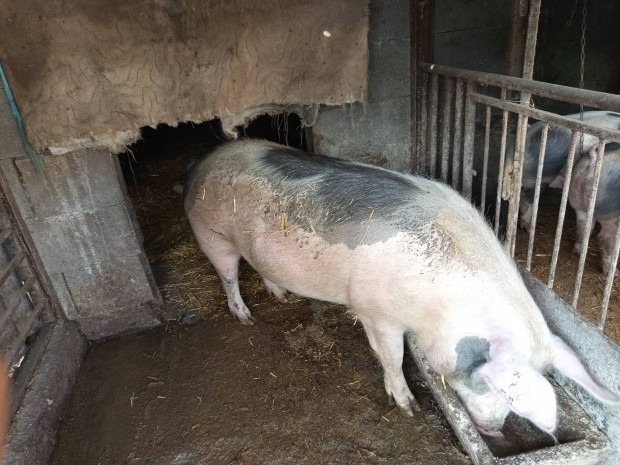egyszer ellett anyadisznó, vágásra vagy tovább tartásra!