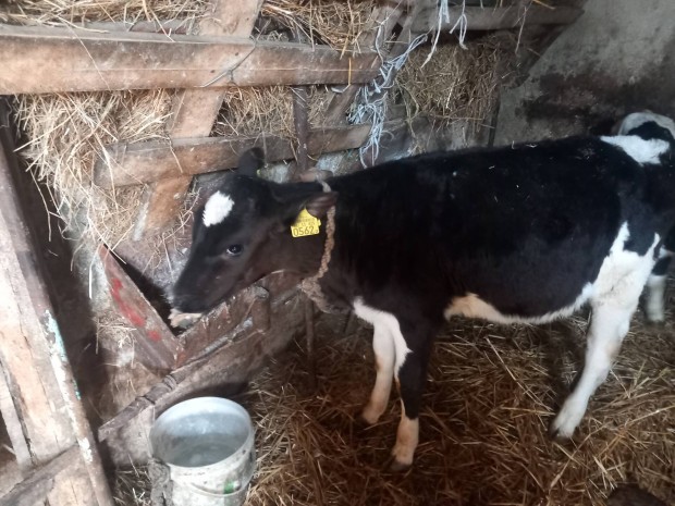 eladó3 hónapos valasztott üsző borjú