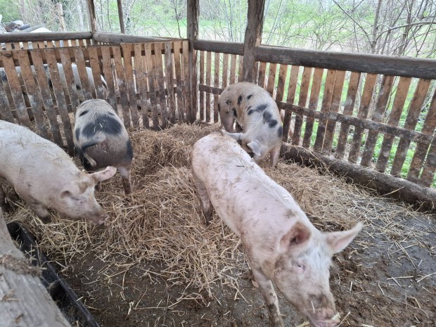 eladó 120-150 kilos anyának való göbék
