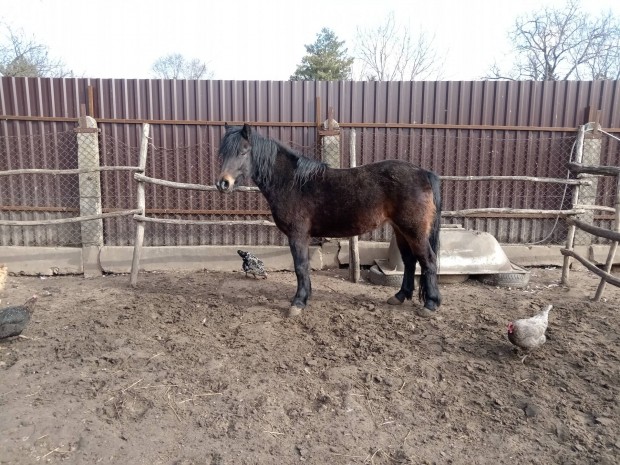 elad 140 cm-es kanca poni