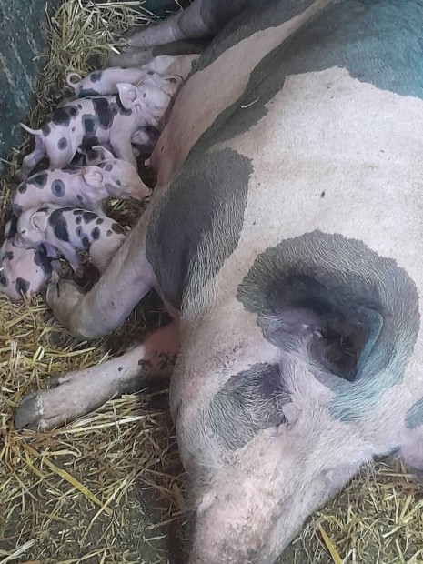 eladó 1 anya pietrin koca9 kicsi vel első fialasa,