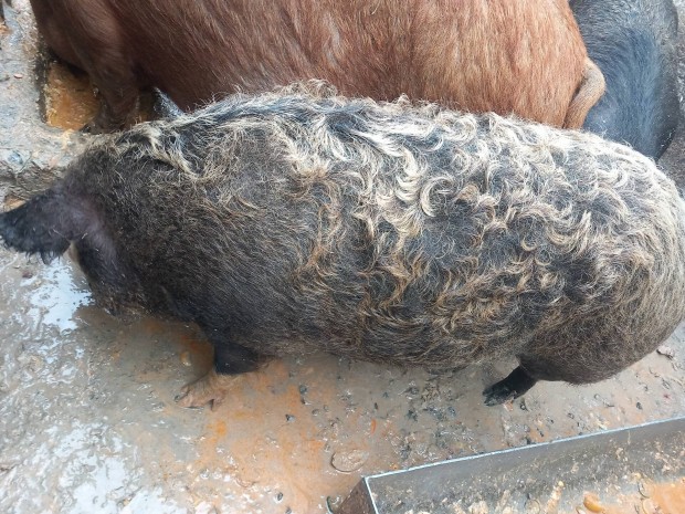 elad 1db elhas mangalica 