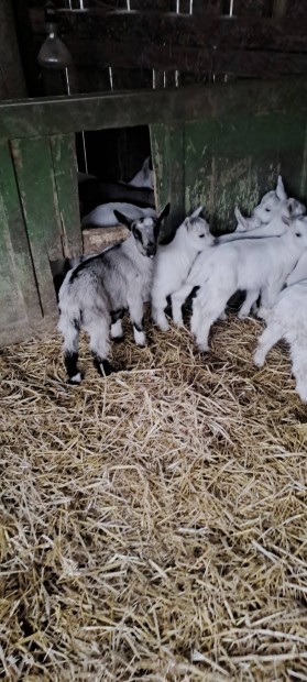 elad� 40 db kecsegida .