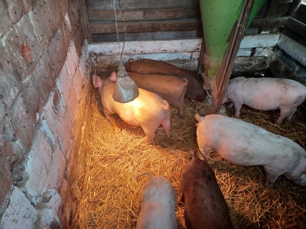 elad� 7db 30es 40kg k�zti malacok 1000ft/kg