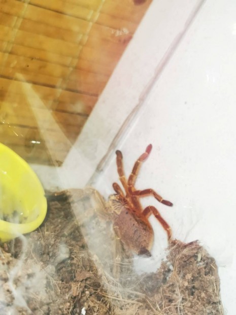 elad Rcf Murinus 