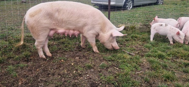 elad� anyadiszn� 