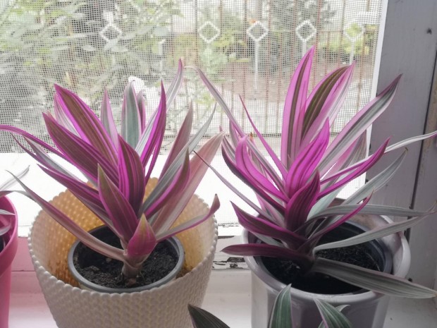 elad� b�bor landzsalev�l szoban�v�ny