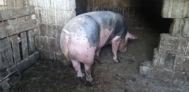 eladó cserélhető hasas pietrain koca