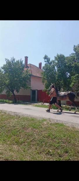 elad csiko tke szelid