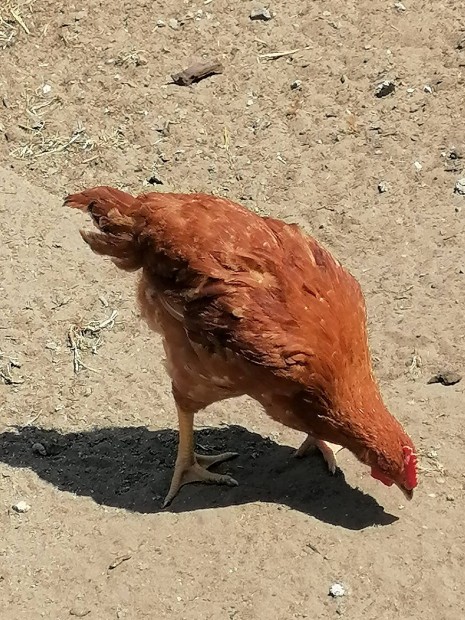 elad csirke 