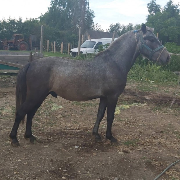 elad deres poni herlt 