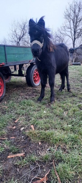 elad� egy cs�d�r csik� 