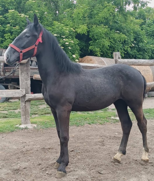 eladó egy igazi szep megjelenesü csikó