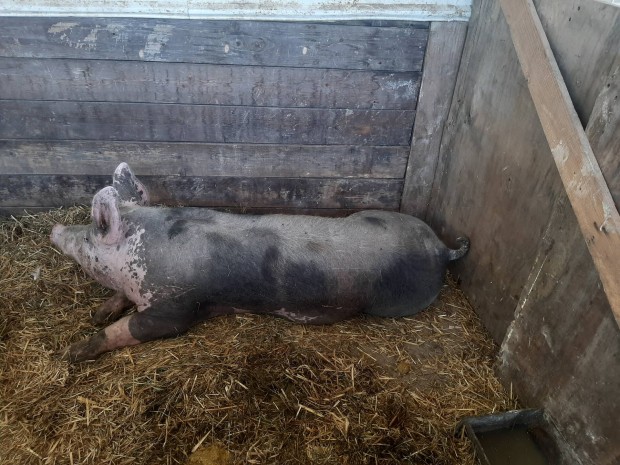 elado egy tiszta verű pietrain kan