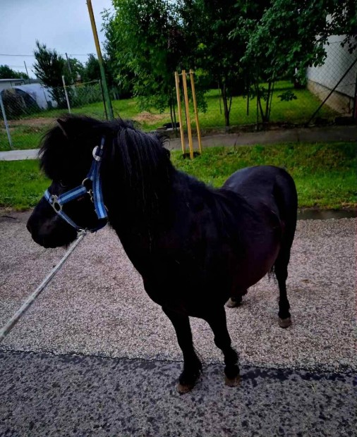 elado es cserelhető csődör poni és poni kocsi