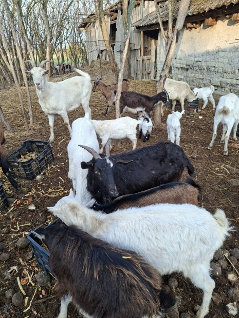 elad� fijas kecsk�k