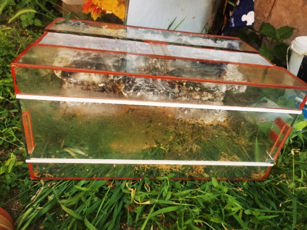 eladó hátterezett Terrarium