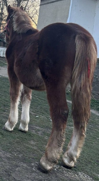 elado hideg v�r�cs�d�r csiko