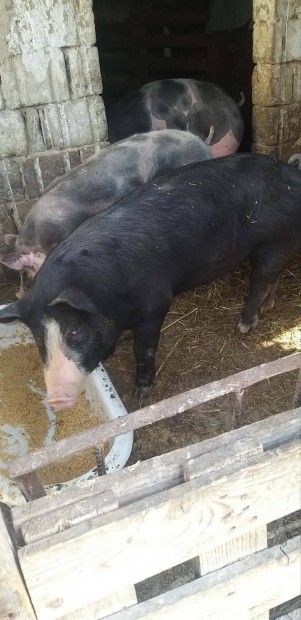 elado hungahibb 39es kan