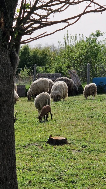 eladó kemeruni xmerino anya jerke bárányával