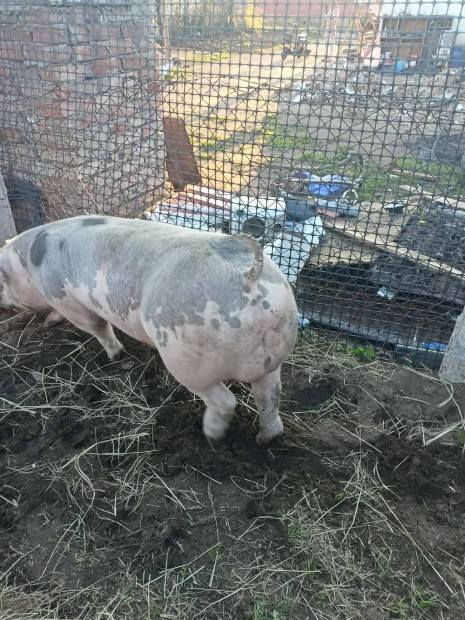 elad� pietrin kann