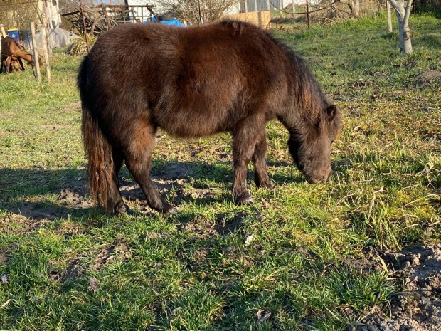 eladó poni 70. centi