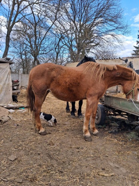 elad� sodort kanca l� 