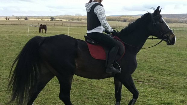 elad� sportl� kanca 