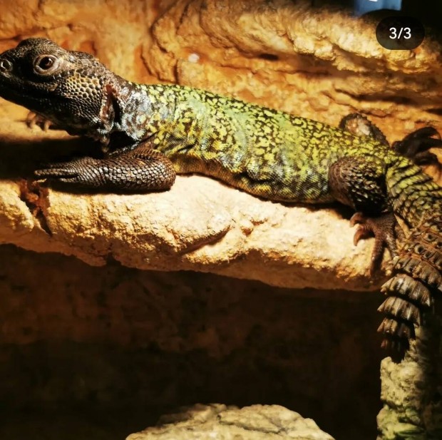 elad uromastyx 