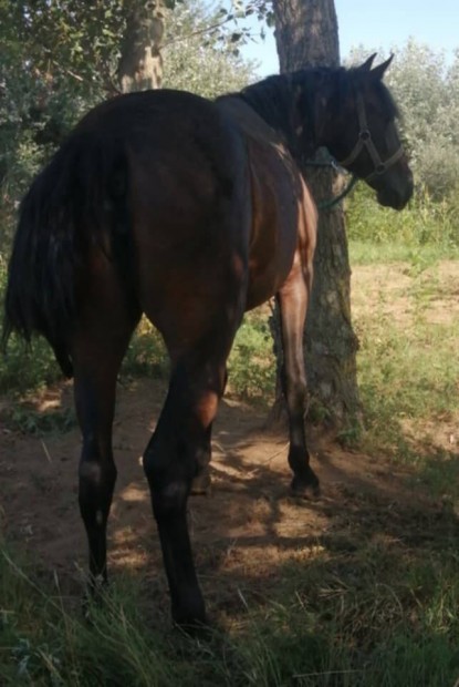 elad vagy cserlhet 155cm 2eves kanca 