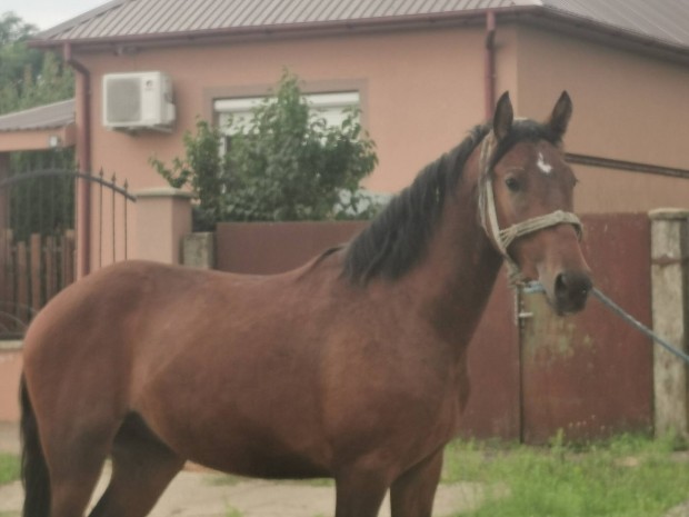 eladó vagy cserélhető 2 éves