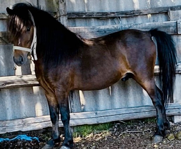 eladó vagy cserélhető herelt poni