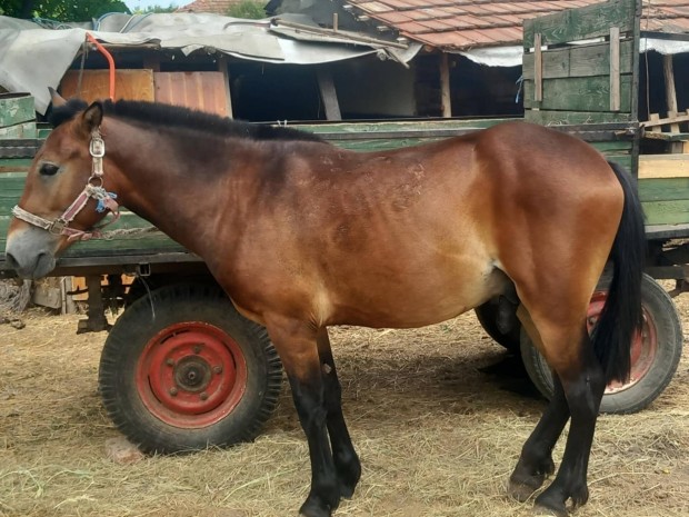 eladó vagy cserélhető jó hamos csődör lo