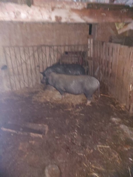 elad� vagy cser�lhet� vietn�mik