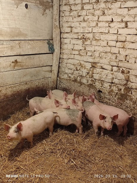 elad� v�laszt�si malacok