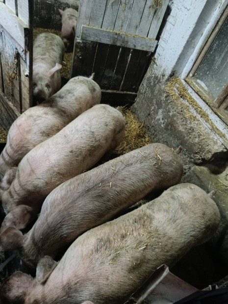 előhasi koca eladó csere bárány birka