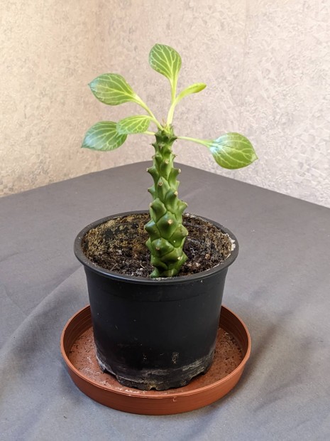 euphorbia ritchiei nvny