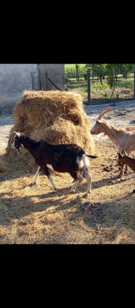 extra Fejős kecskék gidak anya kecskék eladók vagy cserélhetők