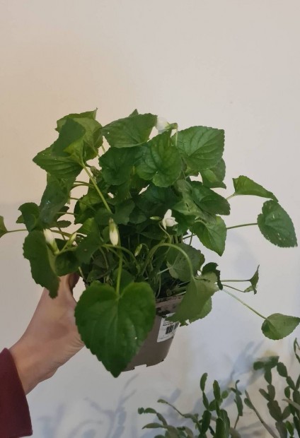 fehér ibolya - Viola spp.