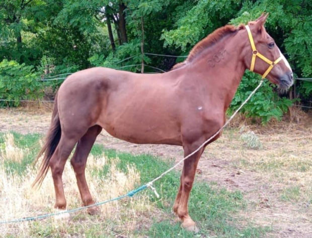 fl sodrott kanca 