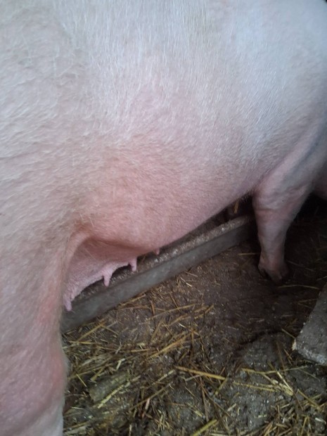 fiatal egyszer fialt anyakoca elado!