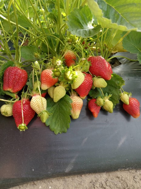 frigo eper palnta 