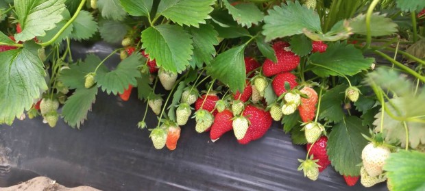 frigo eper pal�nta 